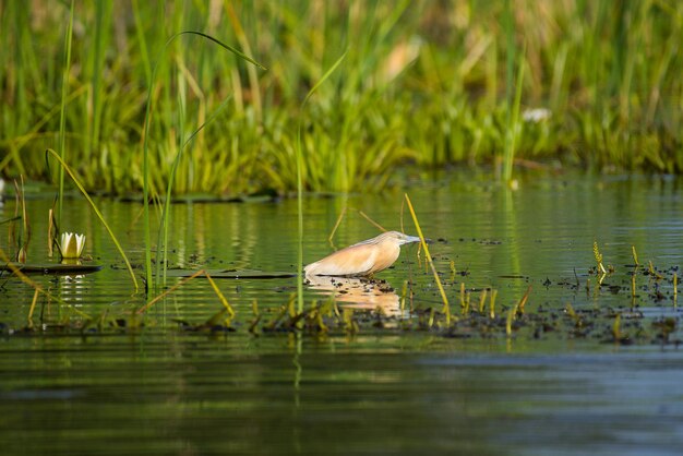 Foto ein see-squacco-hirron