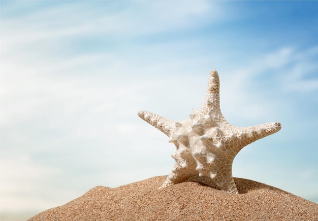 Ein Seestern auf Strandsand isoliert auf dem Hintergrund