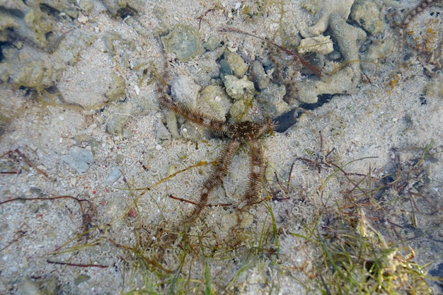 Ein Seestern ist im Wasser vor dem Ufer.