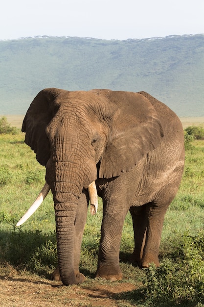 Ein sehr großer und alter Elefant mit einem gebrochenen Stoßzahn. NgoroNgoro, Tansania