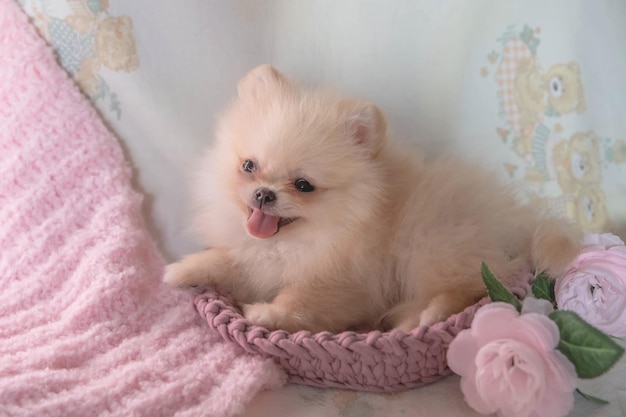 Ein sehr kleiner pommerscher Welpe liegt in einem Hundebett in den Strahlen der Sonne