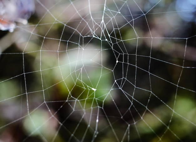 Ein selektiver Fokus eines Spinnennetzes auf einem grünen Naturhintergrund