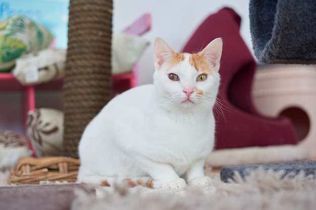 Ein selektiver Fokusschuss einer niedlichen anatolischen Katze in einer Cattery