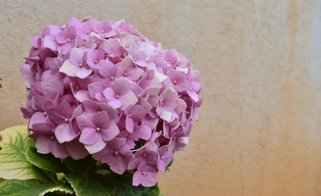 Ein selektiver Nahaufnahmefokus der purpurroten Blume, die französische Hydrangea genannt wird