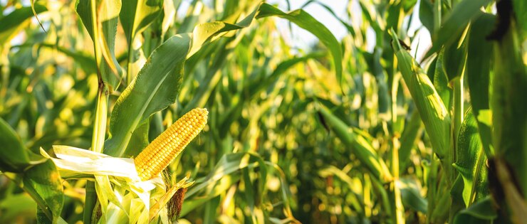 Ein selektives Fokusbild von Maiskolben im Bio-Maisfeld