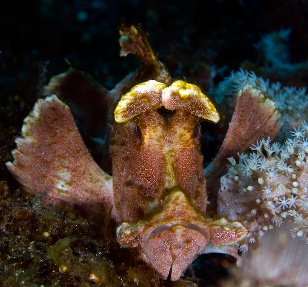 Ein seltener Schaufelblatt-Drachenkopf - Rhinopias eschmeyeri. Leben im Meer von Tulamben, Bali, Indonesien.