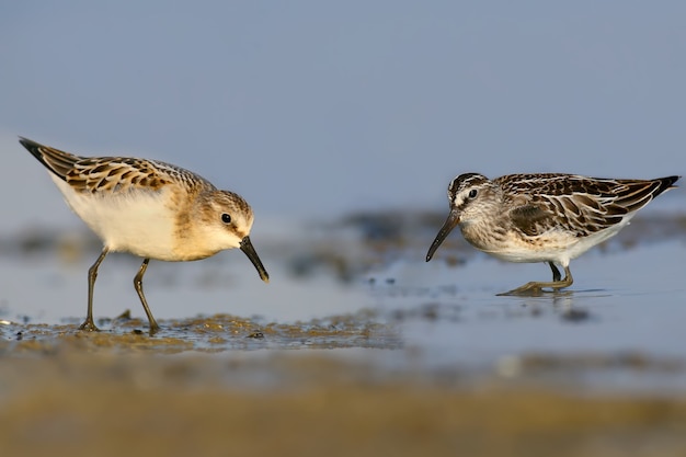 Ein seltenes und ungewöhnliches Bild. Der kleine Stint und der Broad-Billed-Stint ernähren sich zusammen am Ufer der Mündung. Die Identifikationsmerkmale jedes Vogels sind gut sichtbar.