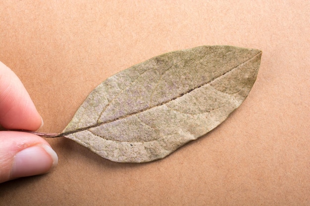 Ein separates trockenes Blatt der Herbstzeit in der Makroansicht