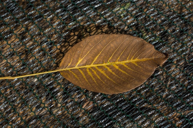 Ein separates trockenes Blatt der Herbstzeit