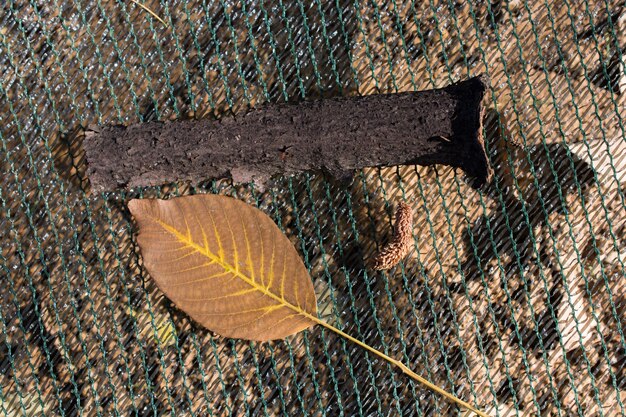 Foto ein separates trockenes blatt der herbstzeit