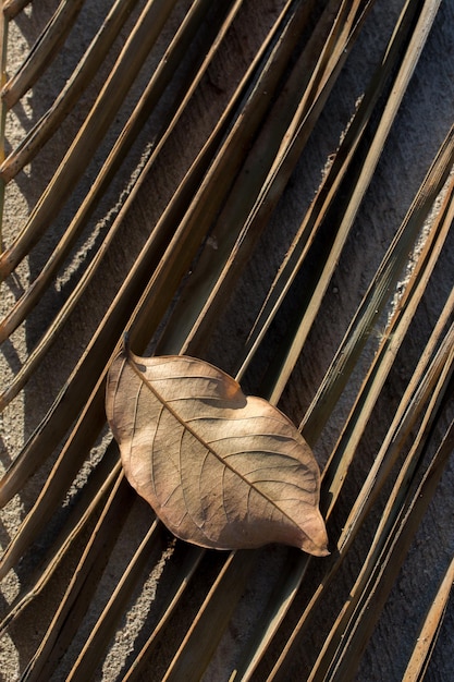 Ein separates trockenes Blatt im Blick