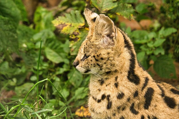 Ein Serval ist eine Raubkatze und sehr elegant