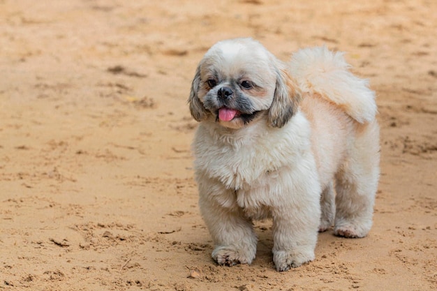 Ein Shih Tzu-Hund ist eine Nahaufnahme bei einem Spaziergang