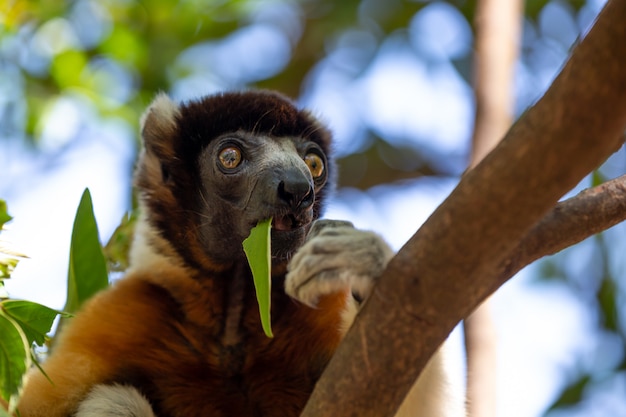 Ein Sifaka-Lemur, der es sich in der Baumkrone bequem gemacht hat