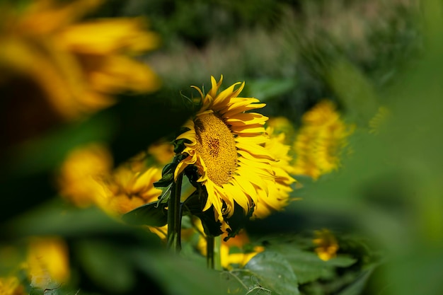 Ein Sonnenblumenfeld mit einer großen Anzahl von Sonnenblumen, um die Nahrungsernte zu erhöhen