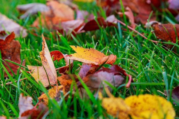 Ein Sonnenstrahl auf den gefallenen Herbstblättern