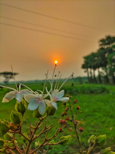 Ein Sonnenuntergang auf dem Feld hinter einem Feld von Bäumen und eine Blume mit dem Sonnenuntergang dahinter.