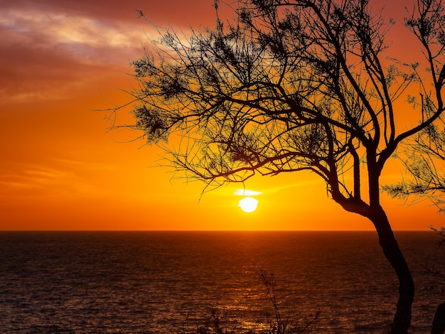 Ein Sonnenuntergang mit einem Baum im Vordergrund und der untergehenden Sonne dahinter