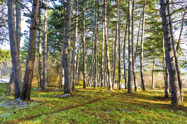 Ein sonniger Frühlingstag im Pinienhain