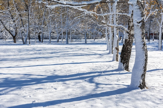 Ein sonniger Wintertag im Stadtpark nach einem Schneefall Natürliche Schneelandschaft