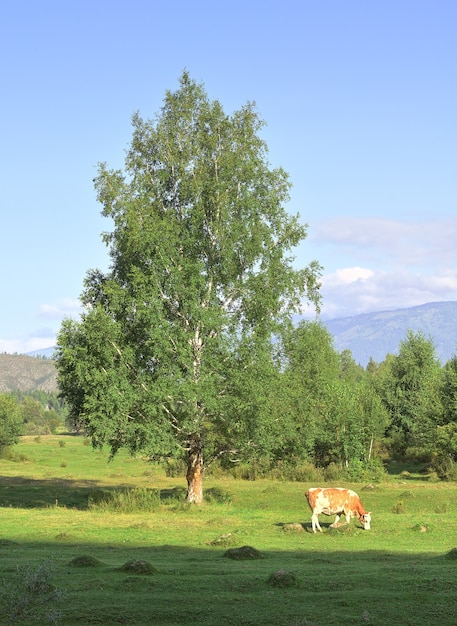 Ein sonniges Tal im Altai-Gebirge unter blauem Himmel Sibirien Russland