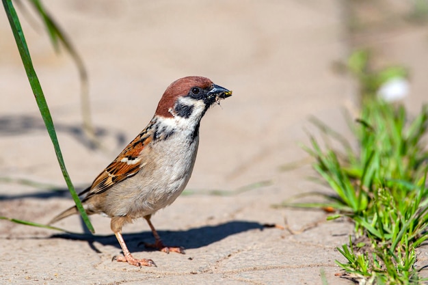 Ein Spatz sitzt auf dem Bürgersteig in der Nähe