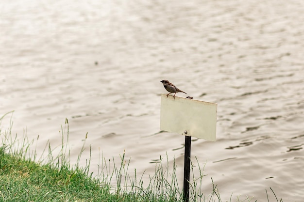 Ein Spatz sitzt auf einem Warnschild vor einem verschwommenen See