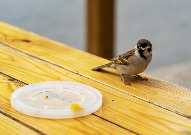 Ein Spatz sitzt auf einer Bank und frisst Brotkrümel