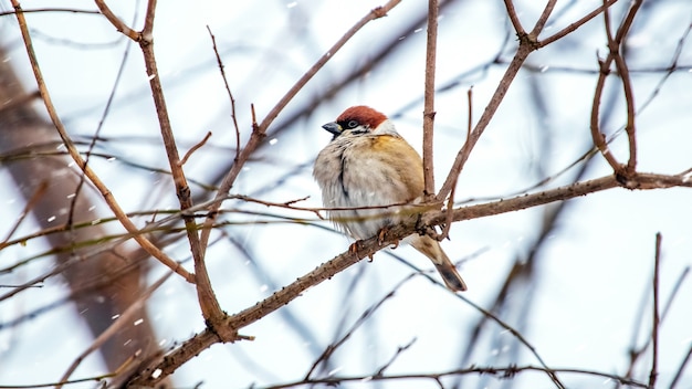 Ein Spatz sitzt im Winter bei Schneefall auf einem Ast