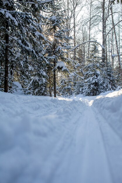 Ein Spaziergang durch den Winterwald. Schneebäume und eine Langlaufloipe. Schöne und ungewöhnliche Straßen und Waldwege. Schöne Winterlandschaft.