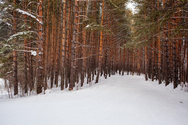 Ein Spaziergang durch den Winterwald schöne Winterlandschaft