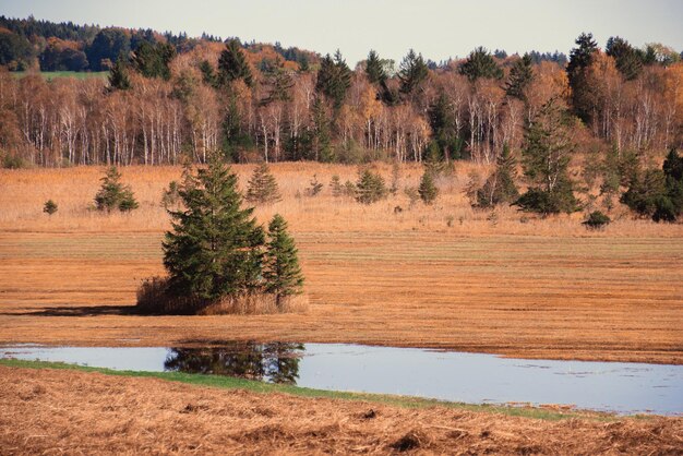 Foto ein spaziergang durch die sümpfe um den maisinger see