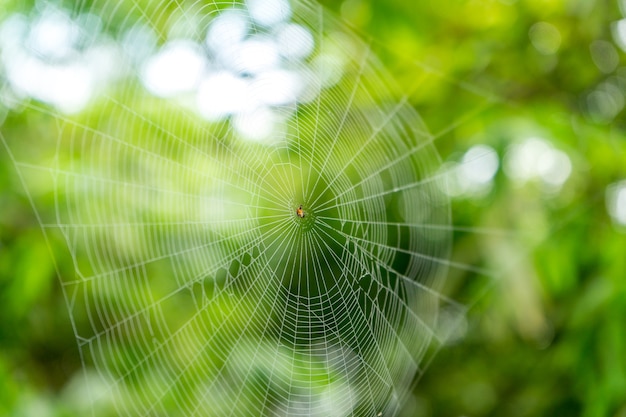 Ein Spinnennetz der klassischen Kreisformspinne im Regenwald.