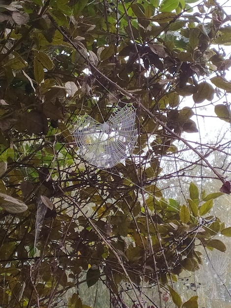 ein Spinnennetz hängt an einem Baum