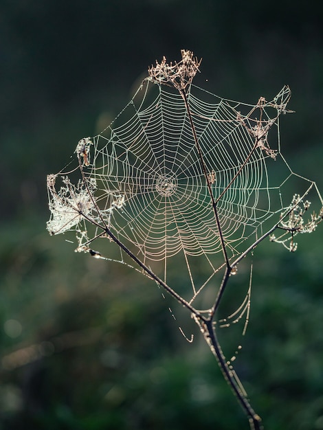 Ein Spinnennetz mit Tautropfen auf den Ästen des Grases auf dem Feld