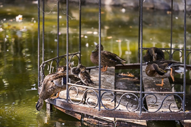 Ein Stadtpark mit einem Ententeich mit Enten