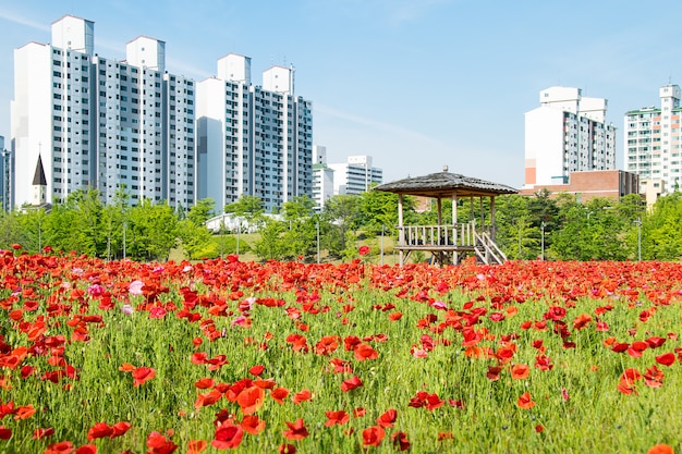 Ein Stadtpark und Mohn