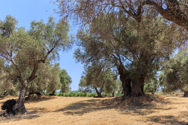 Ein Stand der alten Olivenbaumplantage