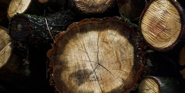 Ein Stapel Baumstämme mit einem gefällten Baum.