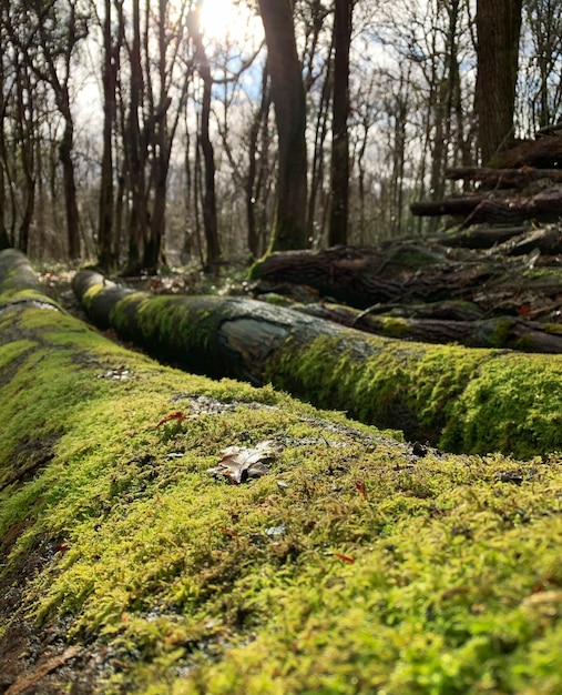 Ein Stapel gestapelte natürliche gesägte Holzstämme mit grünem Moos