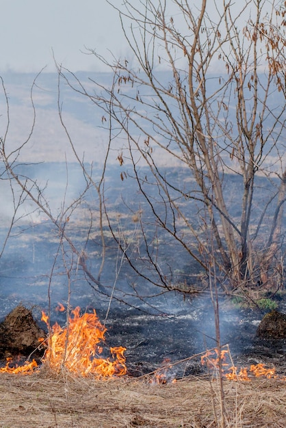 Ein starkes Feuer breitet sich in Windböen durch trockenes Gras aus und raucht trockenes Gras Konzept von Feuer und Verbrennung des Waldes