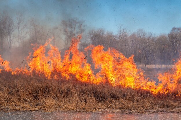 Ein starkes Feuer breitet sich in Windböen durch trockenes Gras aus