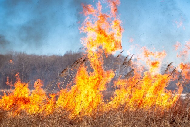 Ein starkes Feuer breitet sich in Windböen durch trockenes Gras aus