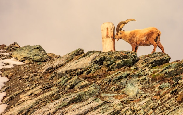 Ein Steinbock (Capra Caucasica) beobachtet den Baumstamm auf Gornergrat-Bergklippe