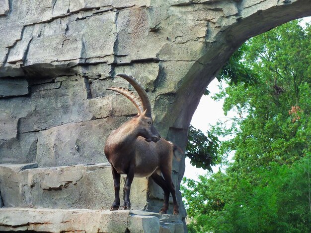 Ein Steinbock, der auf den Felsen in einem Zoo steht