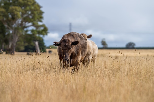 Ein Stier in einem Feld mit hohem Gras