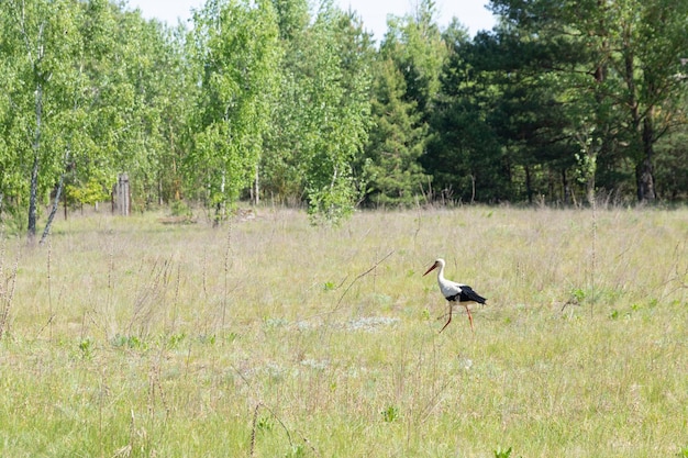 Ein Storch ein wilder Vogel geht entlang einer grünen Frühlingswiese, die von einem Wald umgeben ist