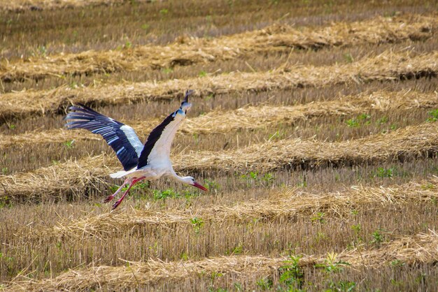 Ein Storch fliegt über ein gemähtes Goldfeld