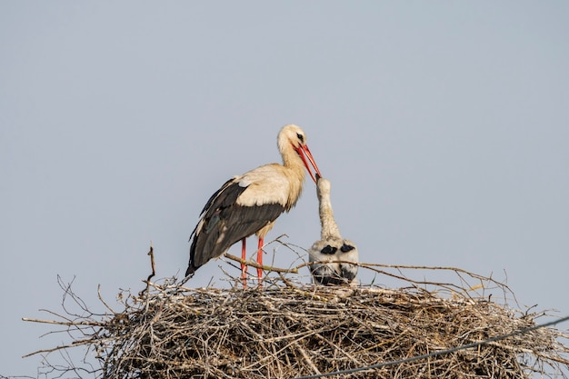 Ein Storch im Nest füttert sein Baby