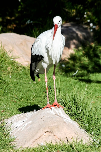 Ein Storch sitzt auf einem Feld